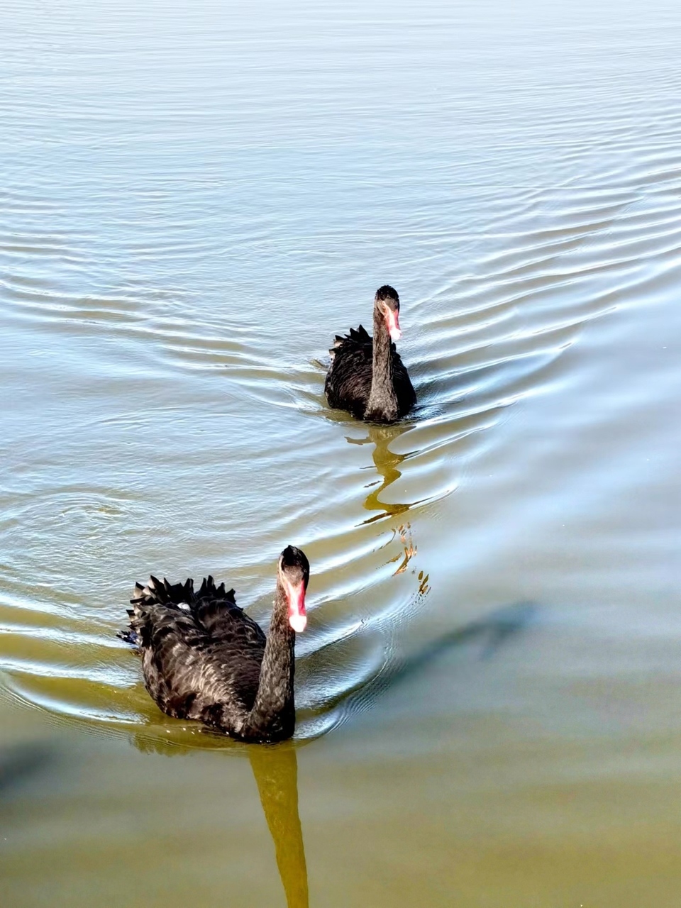 kFKGQykqjUMY4ZWzKTBz6FC8CKY4EkhDEQNf2FNGoHLj00EOB9dGBEHtNUX9vodm