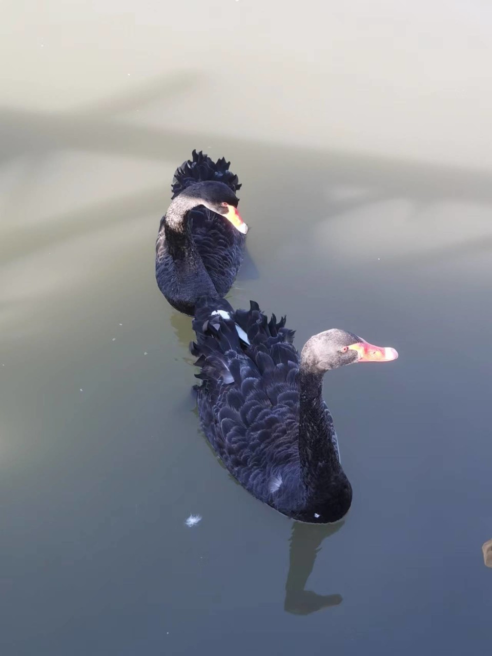 kFKGQykqjUMY4ZWzKTBz6D8k5aYja6AwzZVQjSoTebT5AXlawdmf2mEorxlBvgk7