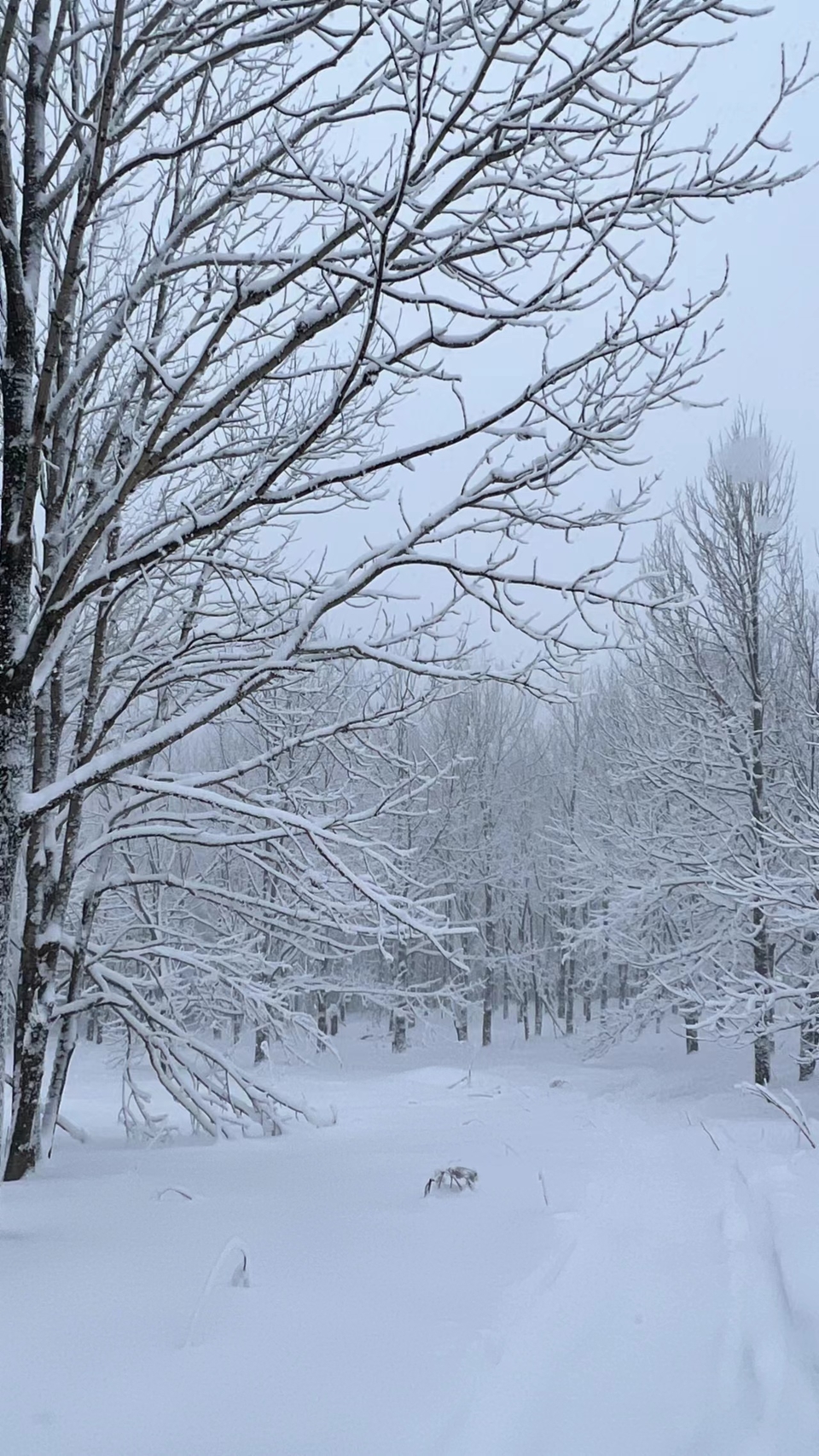 XphwQ_j4U8ImF8bxG13xUmwfxyTByvVdAxnPtLHL4PAuBRUtlT50icaSI_wULRzE