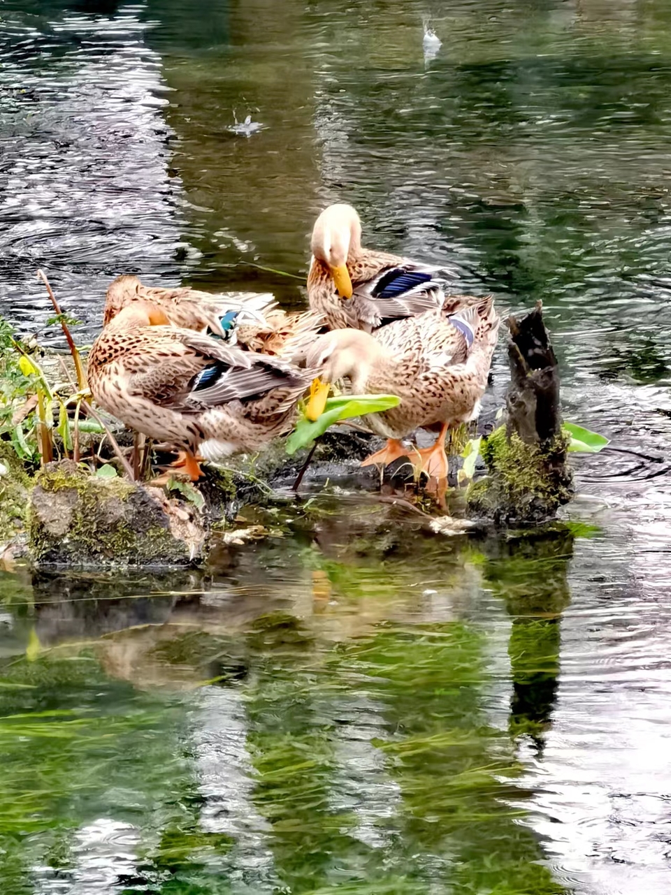 -ZjX2M0n-O3odaXlQDN702TiWMy_hEfAxjFlQHMlGFTmWkw5TFU4LDU8DhNywbUm