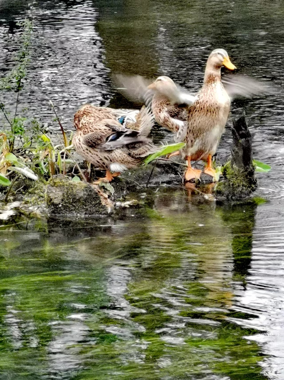 -ZjX2M0n-O3odaXlQDN70x1CcOxkgCkMfcbDV1jLiflcEdEjJusAUdI0IjZRut6T