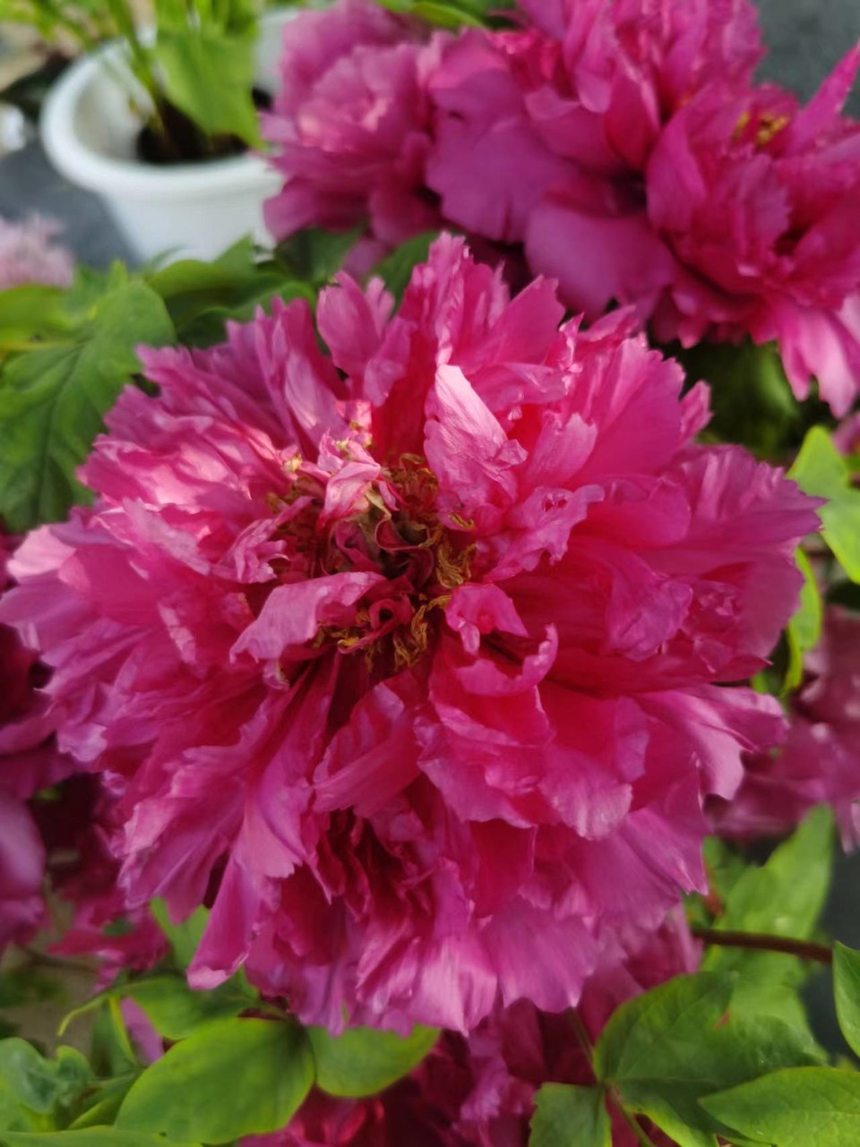 Ax-gwfuXqxZnbqlJodlJNFpdaooxzg_f7dFoN4up9XULhiS5lunu65LWSE9fEd9m