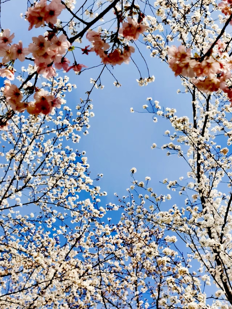 x3CvYLKjG9lvRMDZ773NOKKJC8j3BISu9p2MckeUiR2NWckGyuBfnXdPK6akBHI9