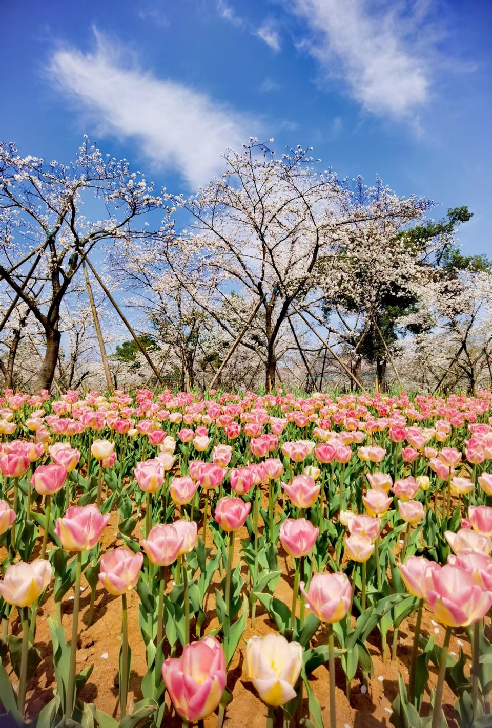 x3CvYLKjG9lvRMDZ773NOJHbaJNM3V7AA9rViFon8A9EyJil9FZRDDeFEau72lpg