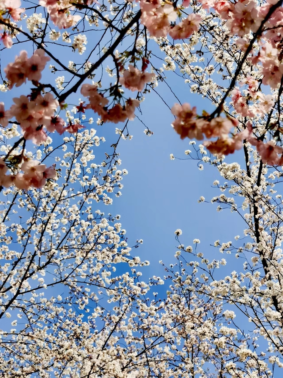 x3CvYLKjG9lvRMDZ773NOOB0WvJ326Va9X_DGW944VgnQAxxI7NAsCfzpF--0jD2