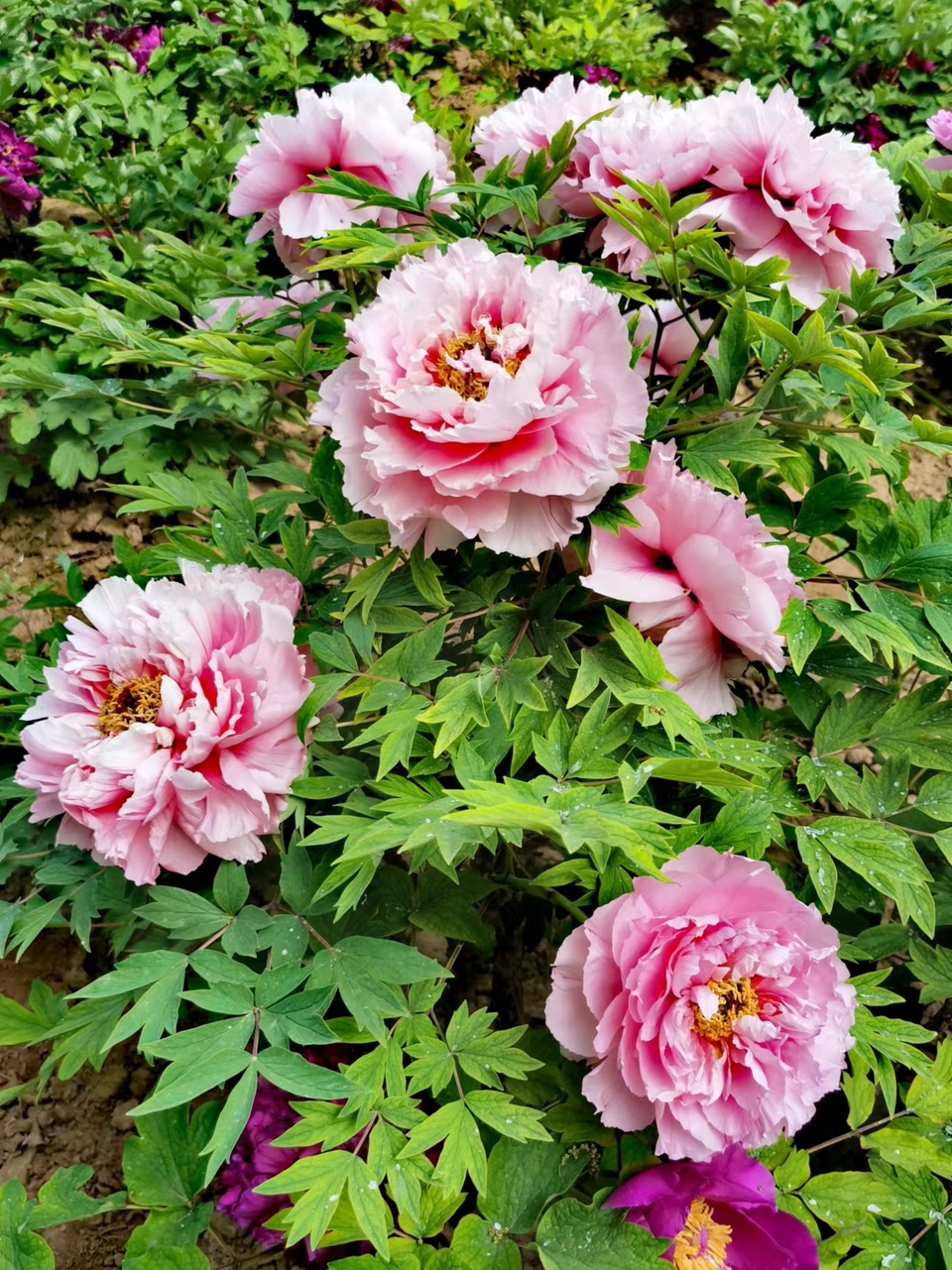 WZcIOkZt-NX2VFn5GhjAXOBpeTrG1Xs2W-vf7vN5I3ZVI1oE9NerkLR2R8GAZOWE