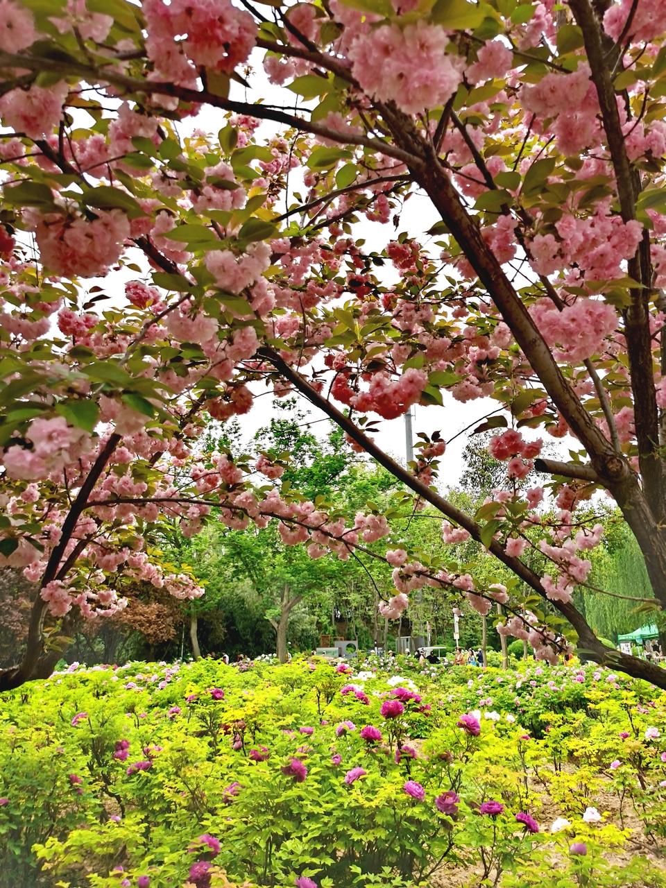 IMG_20240410_134153_edit_7293838669719