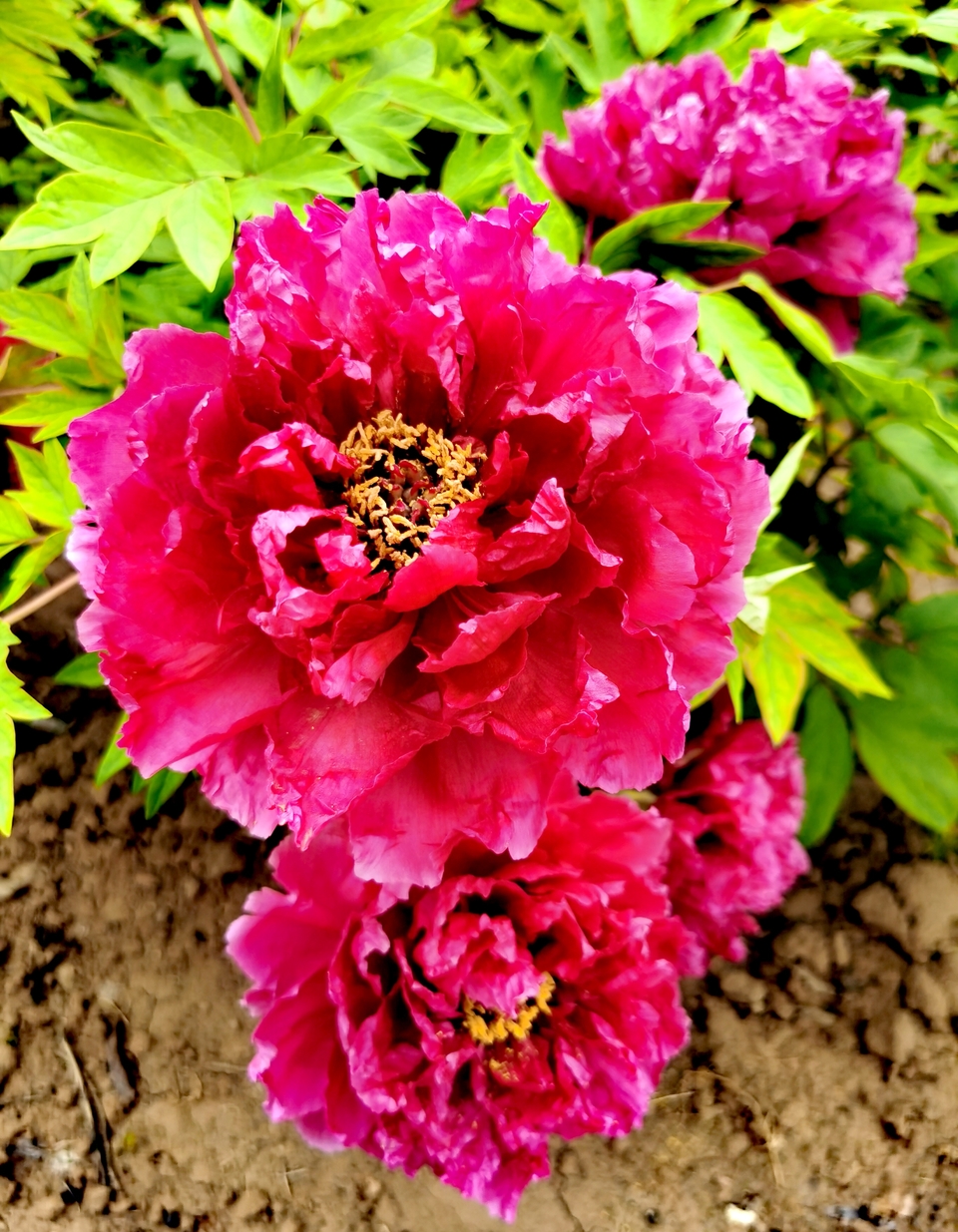 IMG_20240410_133841_edit_7342534392628