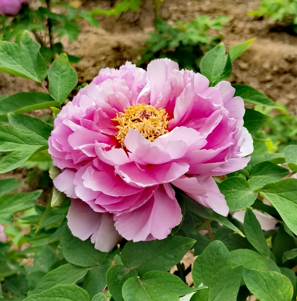 IMG_20240410_133954_edit_7329522431693