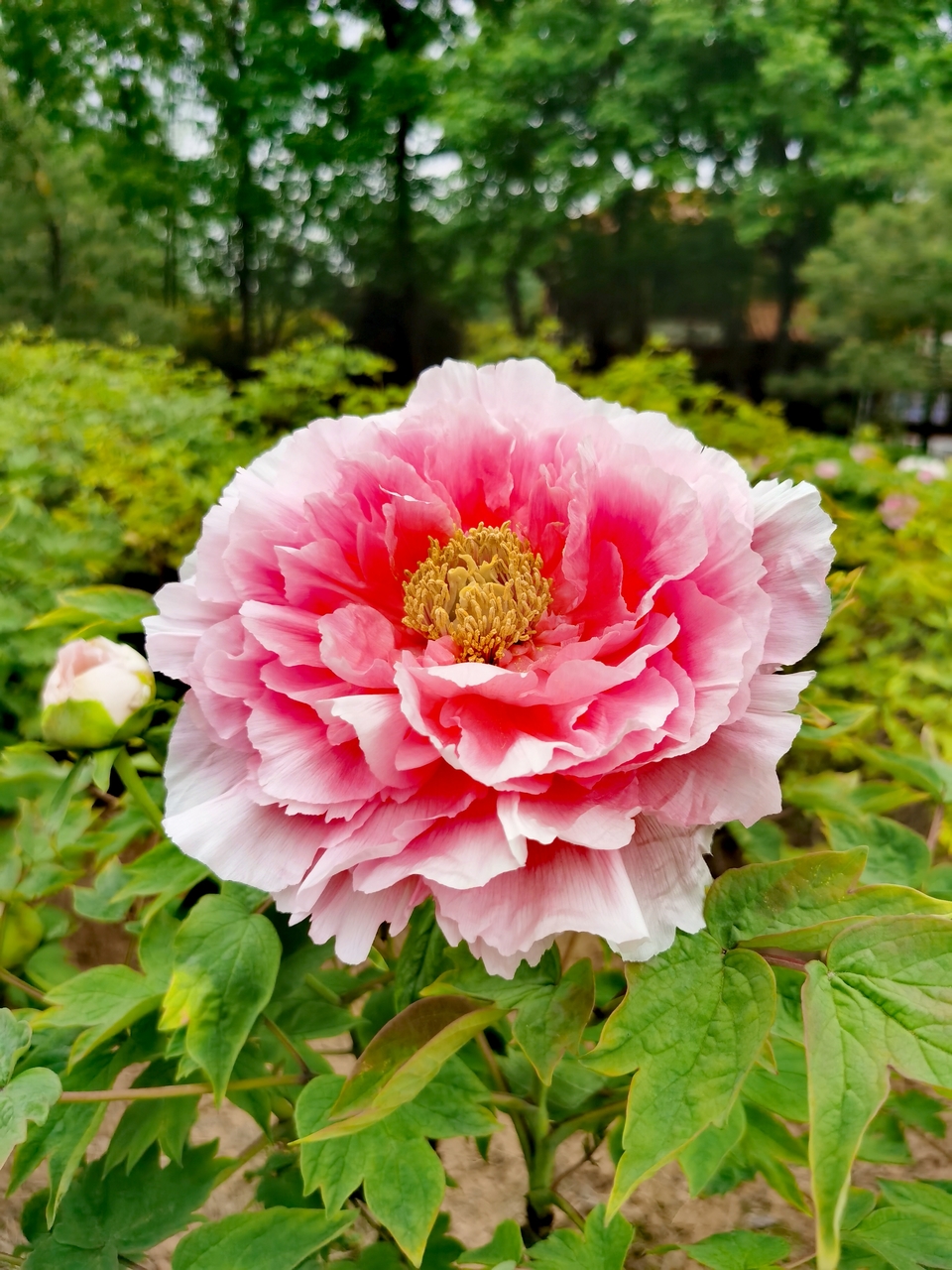 IMG_20240410_133746_edit_7353004263981