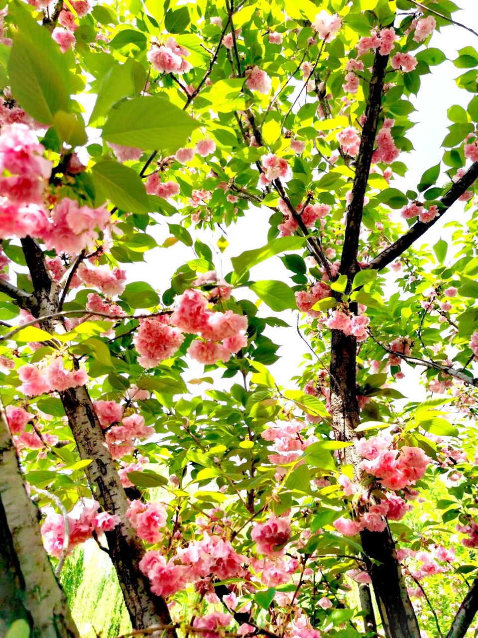 EUz4uStMYKQgcUNVc2sKT4LykFo4nK2TfgeuT2CXWWxTpXoAHpCUX6a0j7oLrptU