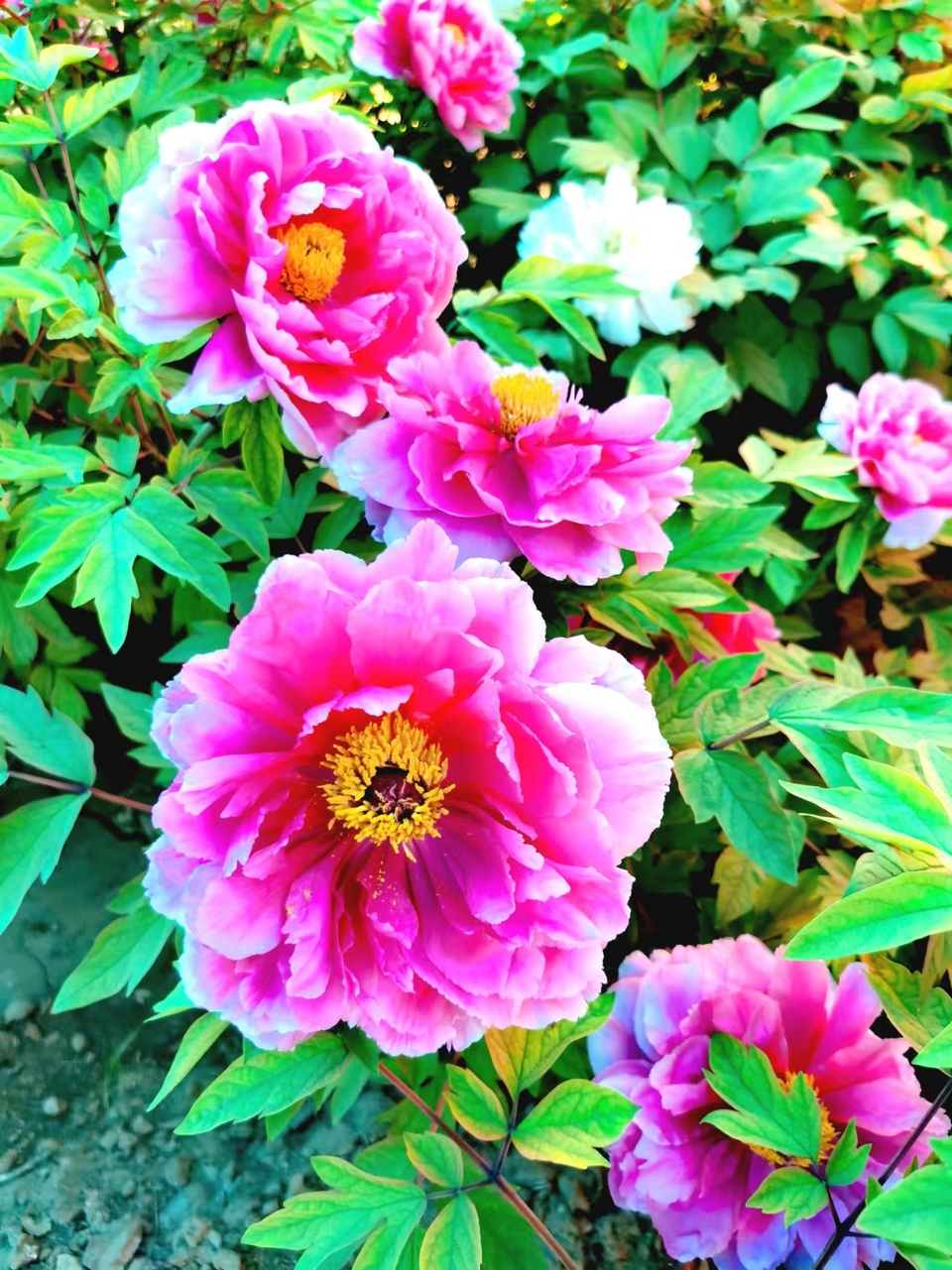 EUz4uStMYKQgcUNVc2sKTy1zHbCPV6bGFZYf_fjH-Ax8fC9P5SJM8AoQimm39Ozz