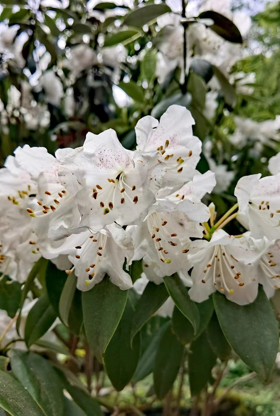 qaf2uMFczrE6hZacOiM7mm5WS4ephdUoK94h_8NMQ7AvLuWK7m0lnb9y1unA55hl