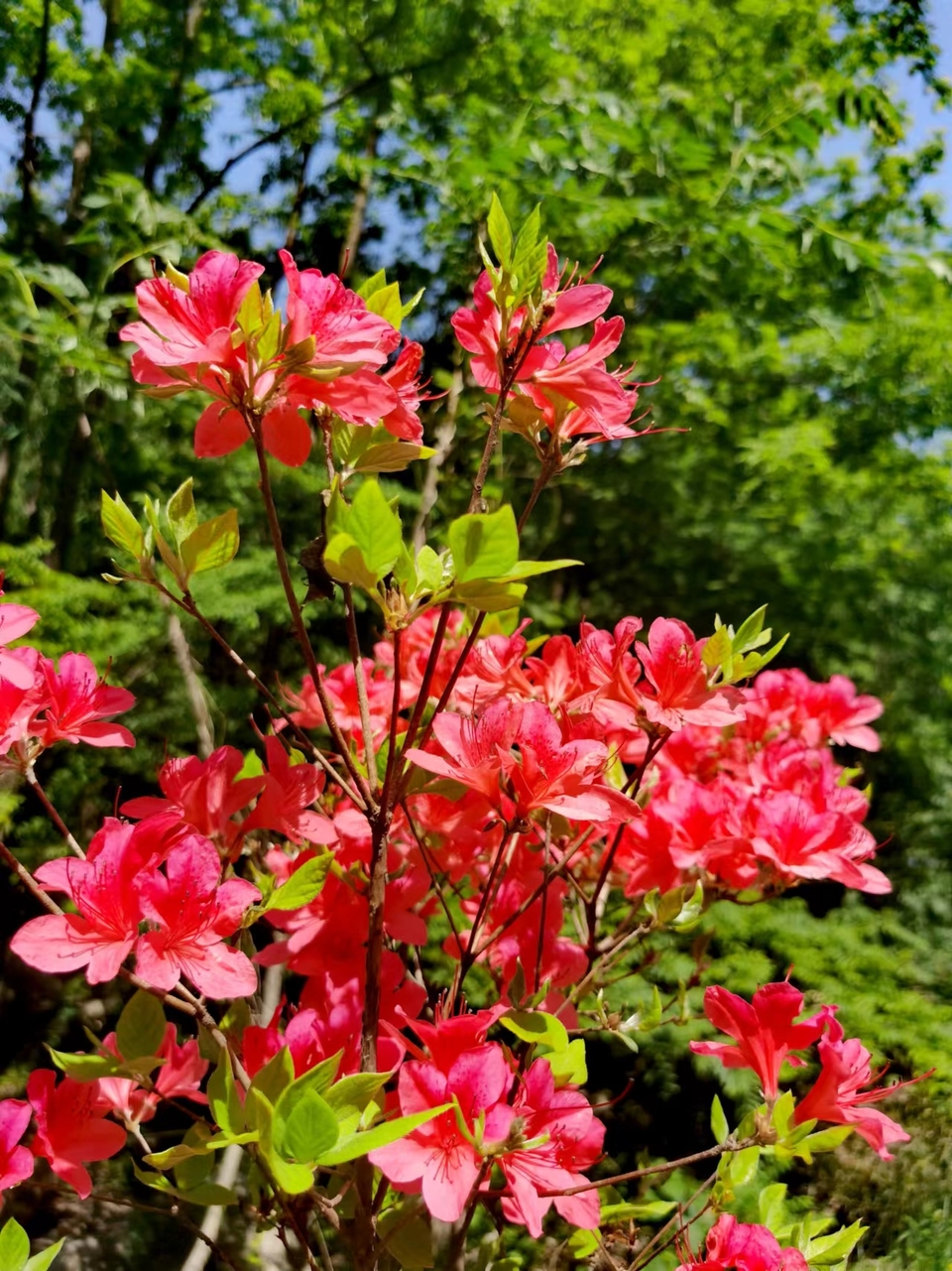 lFylNzfnk7DA7GJcBDEB-sc0sFDKJWQDgsUoeflxAJ28lMAp-LFVmJ2iM4v-3jAs