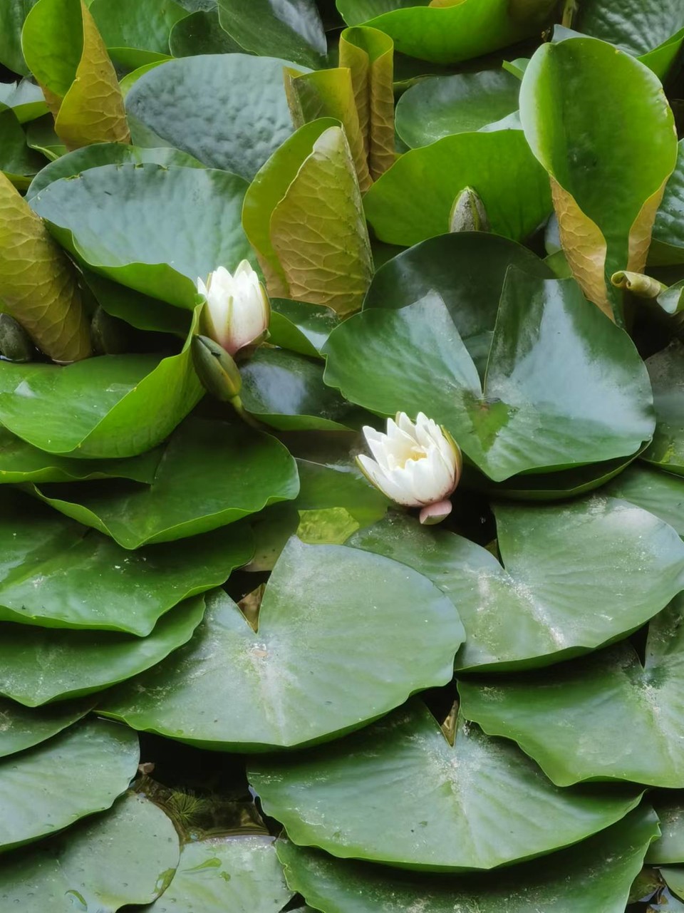 HVgA0VVPxE7g7NE_wWgixZI3egtJZPby0yCXwJmqEaObuFX0w5_3Nn8ShCdXL4S_