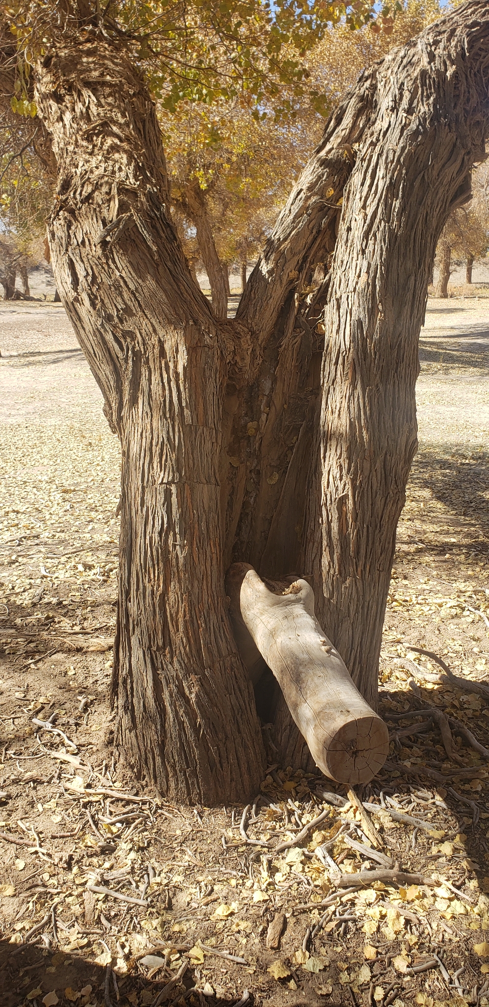 qBGM7e3tA0BbyW532BEWpCgjdsxje-gpGpQl_YsytbZA8IleS44vHeXtZeViP7zN