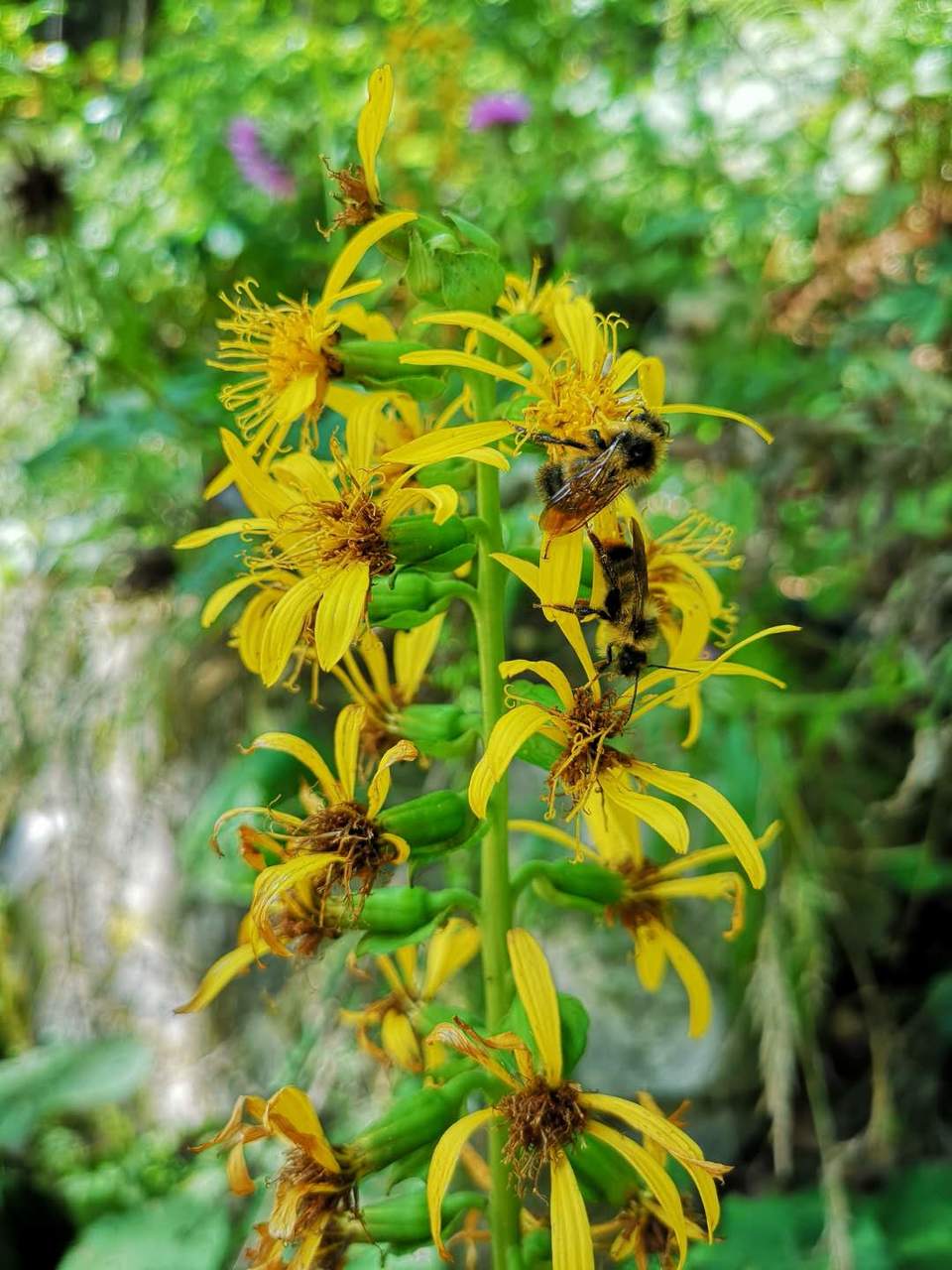 FglqOz6C_ki7ex1PjAouVWf3-fI3-M9tS59iT1wl7IIVEtDpz1qb7yOQQzf95d-I