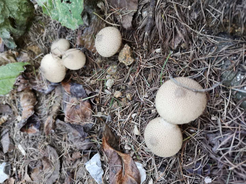 0rKuZwWVgv0EcvYLm5YUhwVaGTTRGaOtFOPGi9sZ7pg1s2lkhymodNTDbQvYdHU2