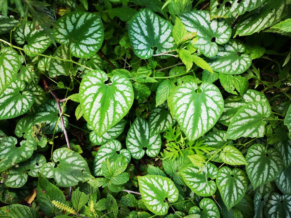 -VbJbXkC5yDSGrln0RYYTUvGdDV1er7vAsFpZNiSSMAwX4gBp0ozTMfehfyZNWK6