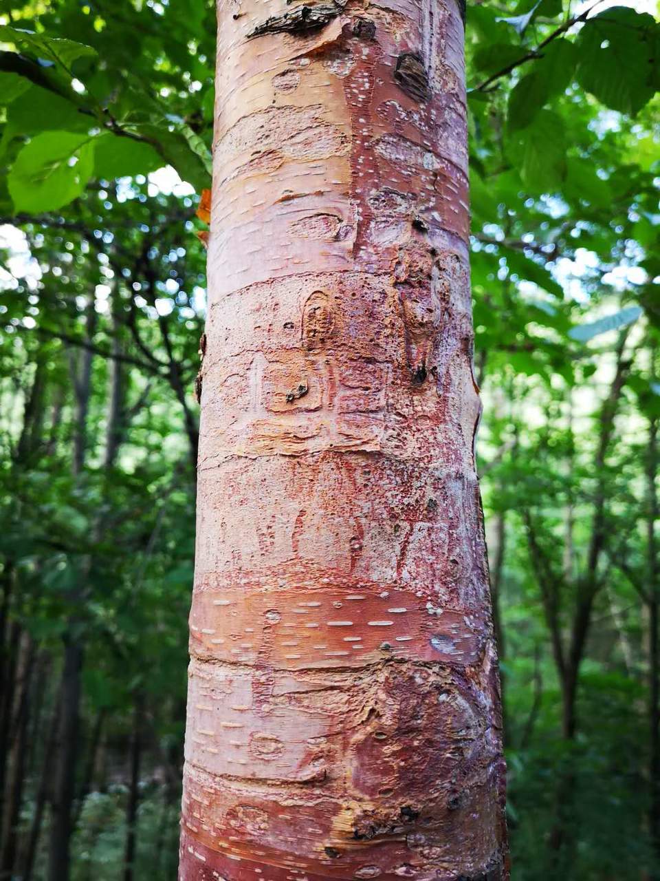 4A1geT9ec6SA7qG4pU57prbIQQTMBRi4nCoG3qP3Cer6GrOFn2eAA7qlz6SYe4Vo