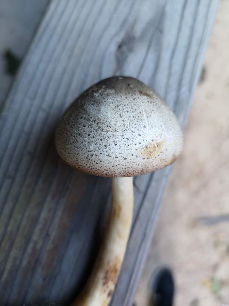 8V9uMeQ2nOYrEkPfLS_GMD2xyofo7HmIGA-o2GEgk-LGEPm_W7AbmhyQj70UqCNT