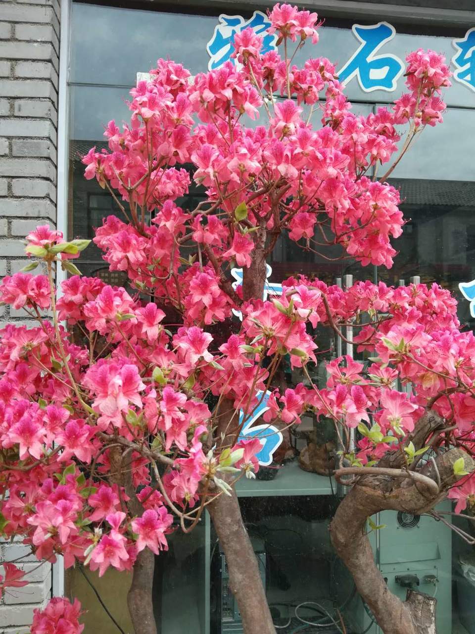 hD1cp-c98AlTNSuw28lvAuymENxtFrpJ8JMMUJe_yMBD6BGEHXE51OVW12LacUgI