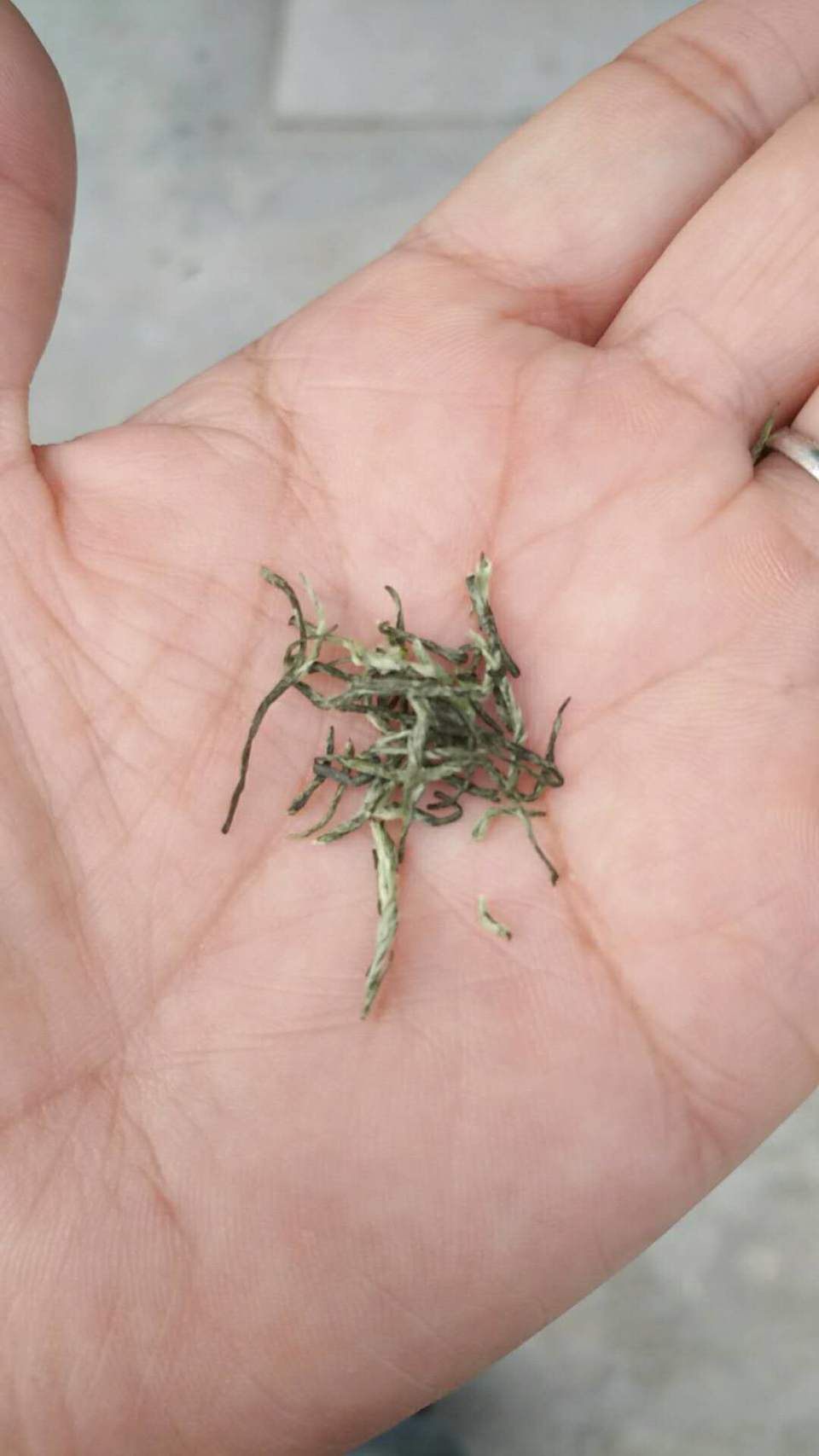 CxjIYF_F4QQlEfQ3i3ISlOrDbGZgPalEYDVjOTXFUlLkOWSqrPM7ZXorxagqjc6j