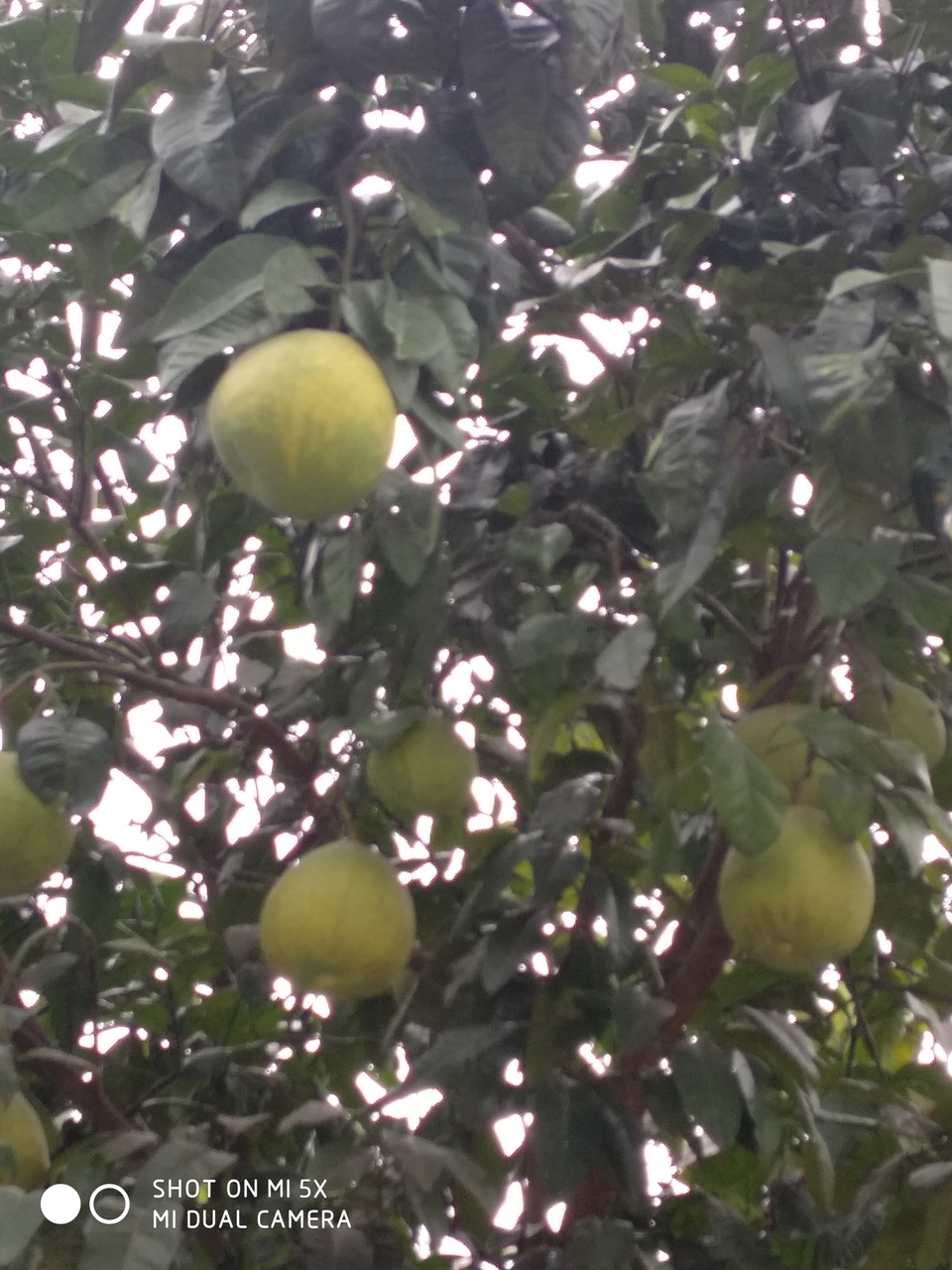 B7jghJiYn8_dvYABl7g-LakuRrat2MipgYGehnf11SfPV2pfVbllI5K4Py1Q3Wmg