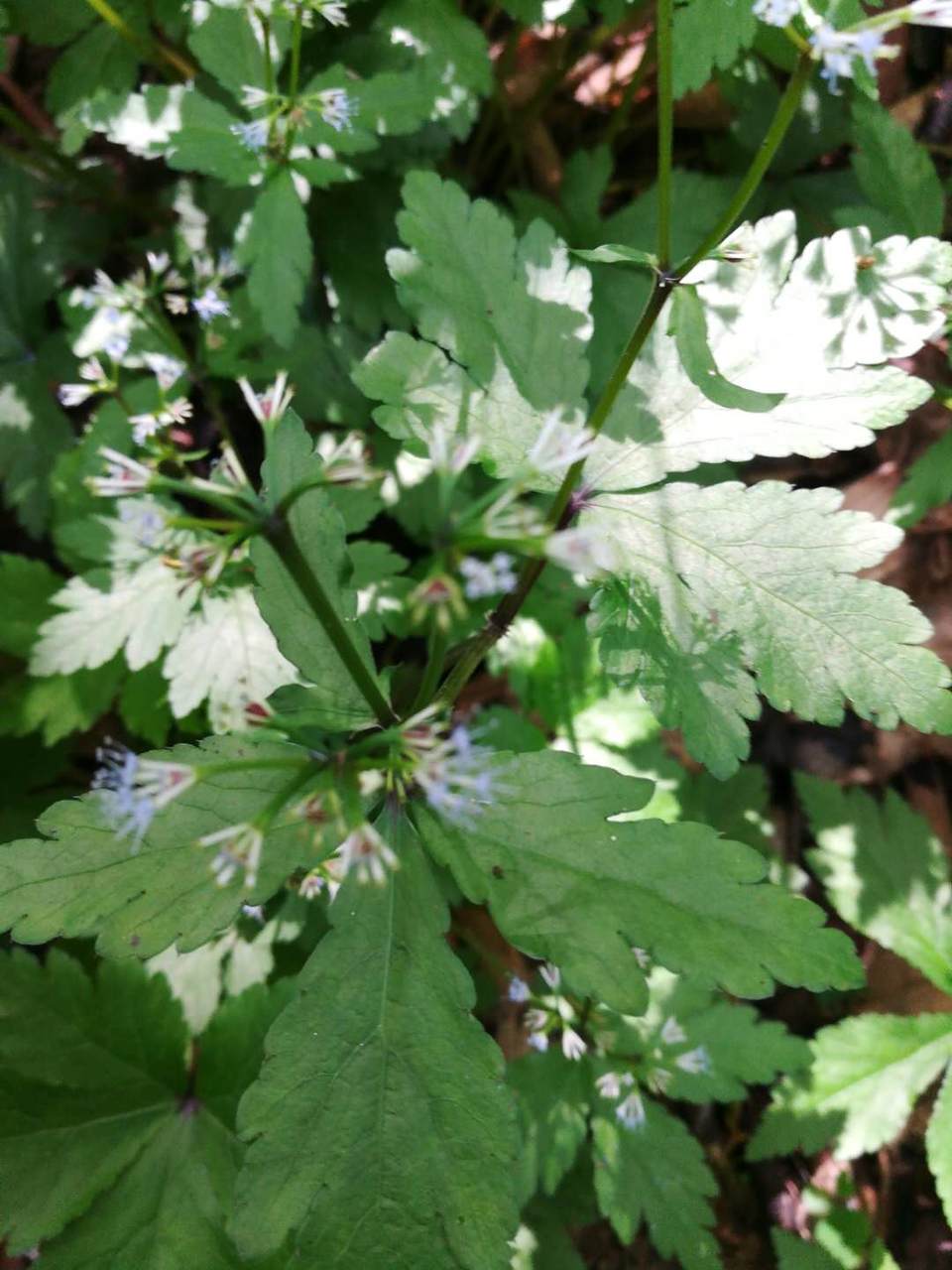 COXcxB6JGB2WVL9SPURGaQTursWvWawUQiifQUQV-RB0v3WqmSqIDngT6L3C5zRo