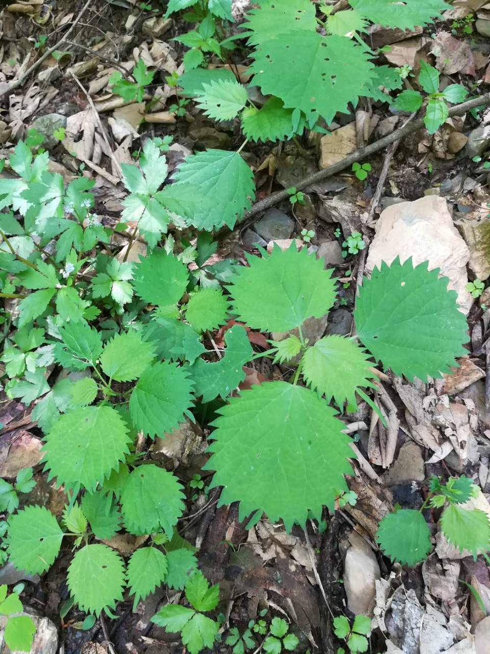 L0WxdMbd9PHz-33YL0duOVTSv6ZE90mBo-6hXzO3fVh8PPXZ8vBT4v4Yhs0Ni18v