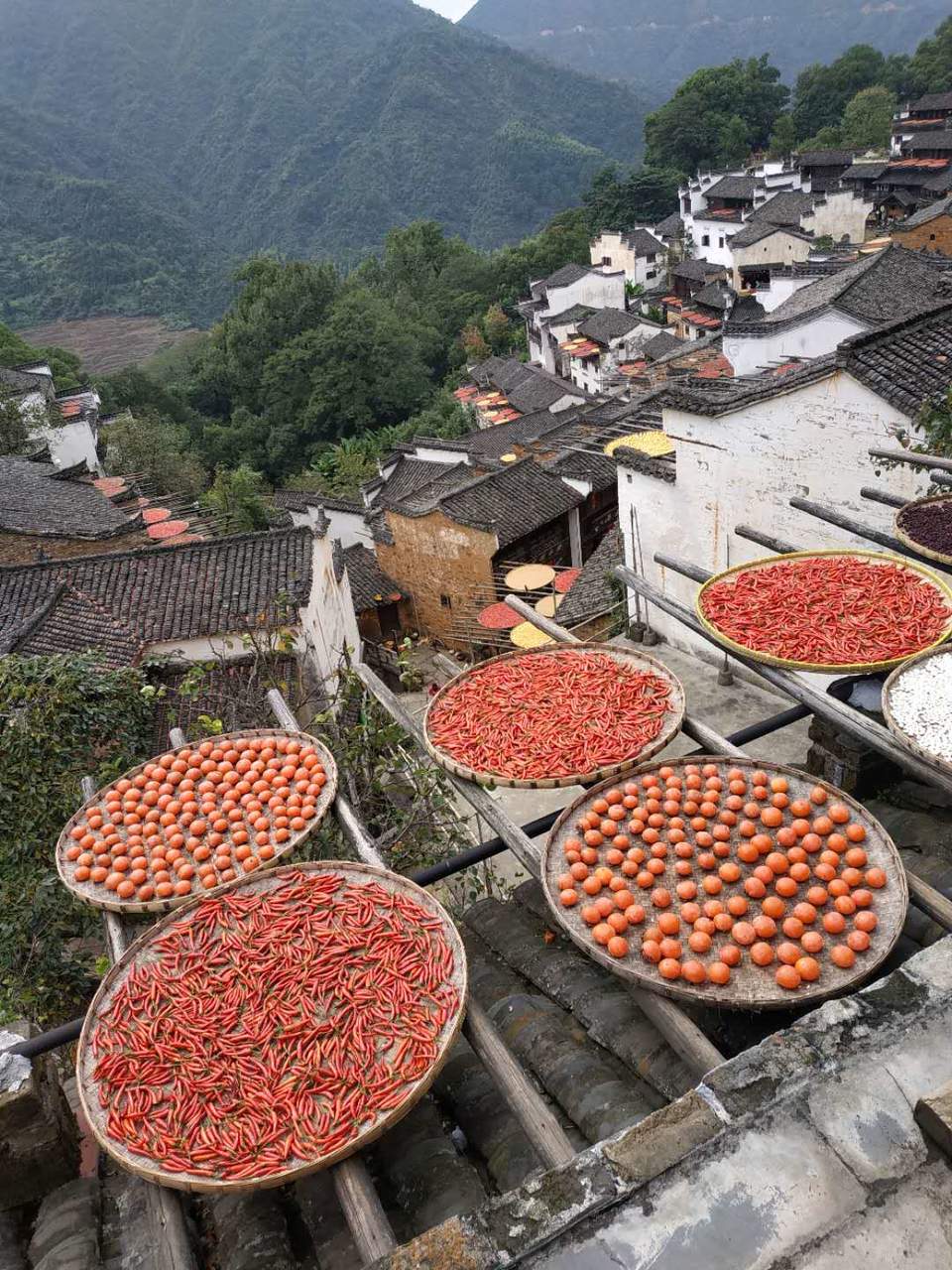 A6YnXGhyWvNiusBSBjBqfuit_rCWKP3nHR9jLibIR_85B0mIQDPgpw9ONS03ezcS