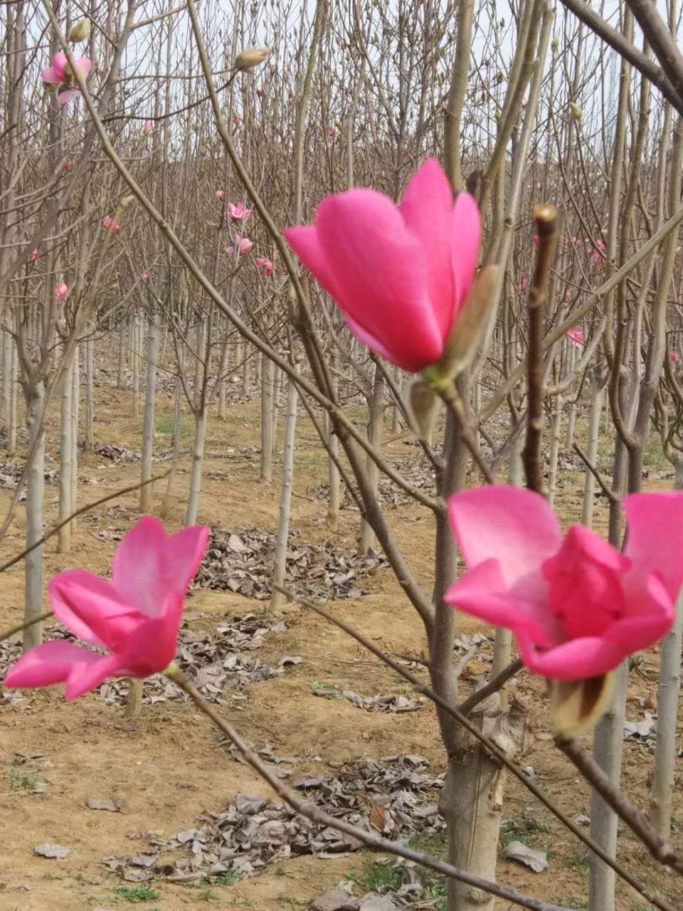 FR06EYM49Ps1o3oiMhY0xLmDJK0Qa5rBnl04SSFzw9eYW3g9b-rUFWUE1acon_mw