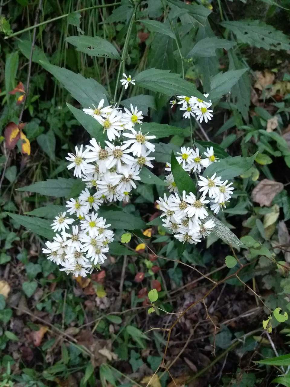 o-AxZBDlZgbMRfsuNheDkGRtcZM7C-ABwm0BiqrGKCLmewZ1FPp5rD38WRd8wUN9