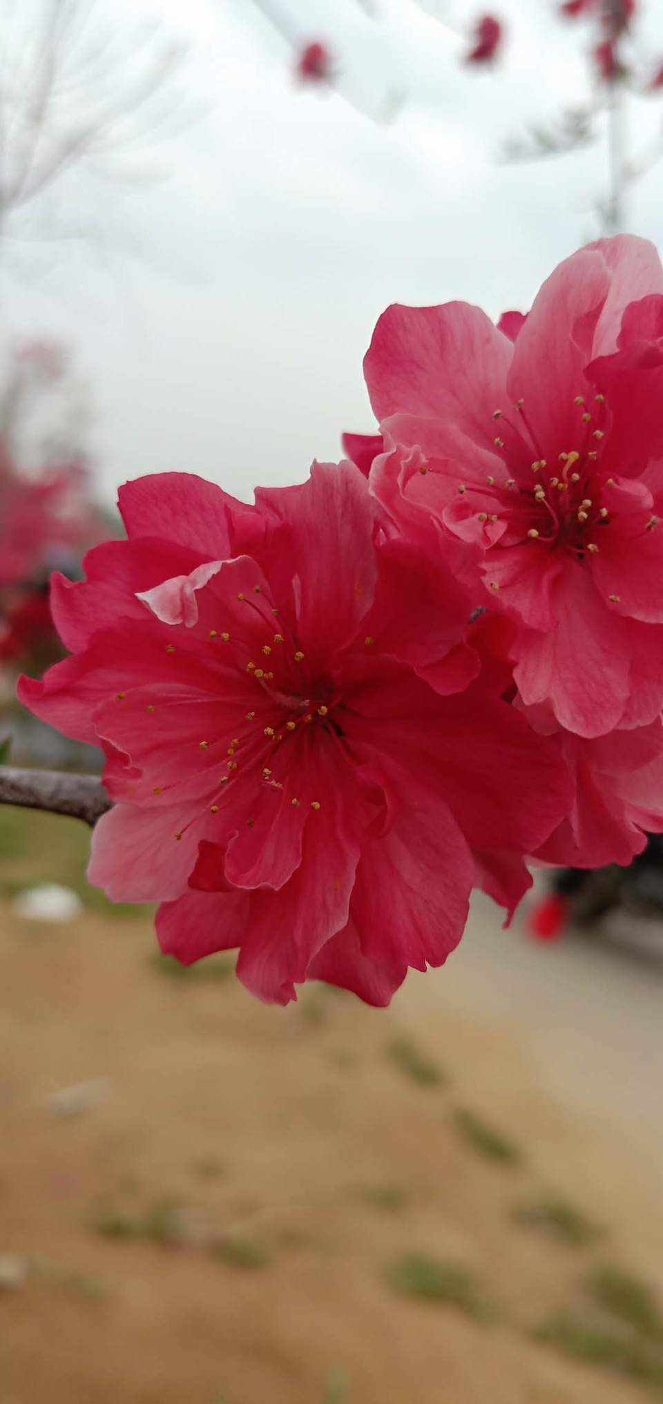 c-XVJII8-WlRJ8VpCb0ZYaVJ13_n6CBWcDFLDdqf3rkcEpyZOZ33IsQsnHGehlvW