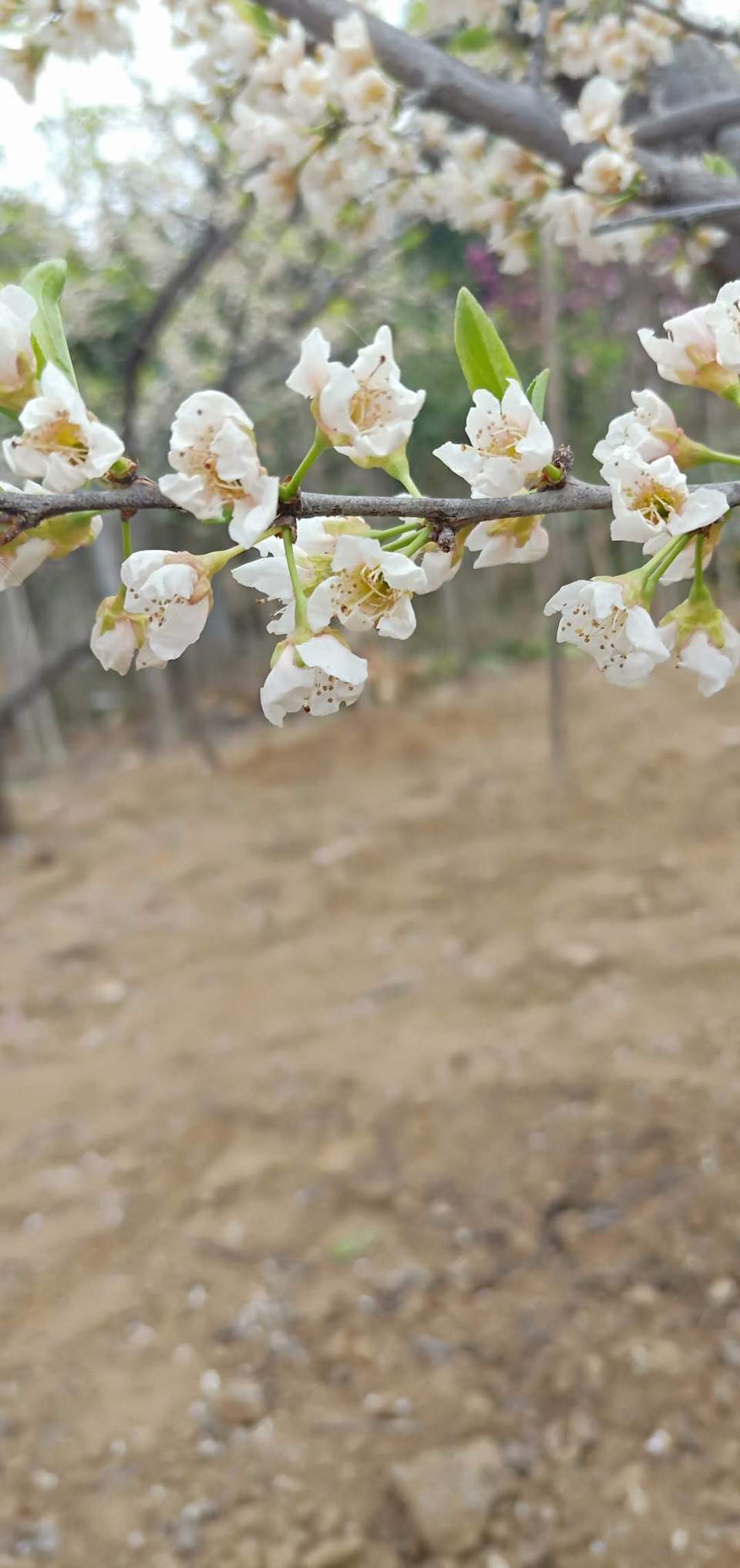 4eBQ---lSCpRRgcuzQlcd88eqzAJfWExN9Xo51IACKSUCmZVfTewAAP2scp2kSkW