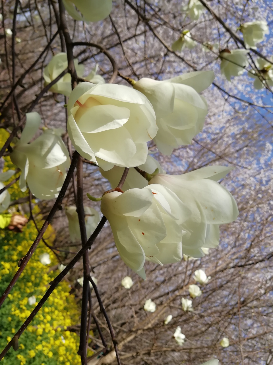 -Fb7UcyMlPnQ1Qz6nmPnjS_vcHUxCHLI3-8c7GOoHl2VdRI1cDRSmMhFj8XxXJct