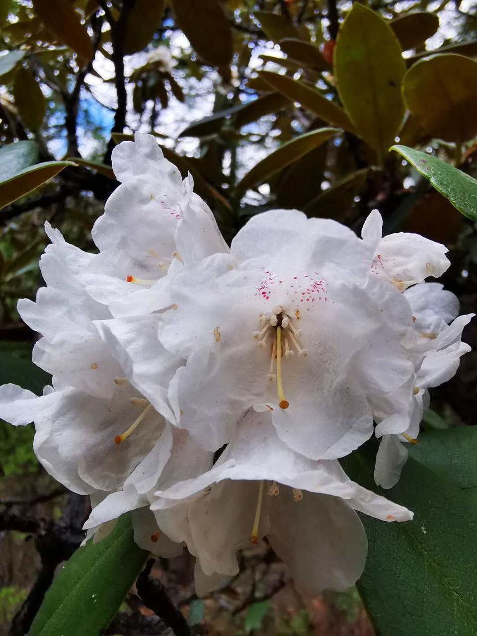 eX9Iel1_l3wmnrrD3UvEuBG_RNIUuzLZImlPCIS452zlmzCuYjGH3cg1eG4uwGK6