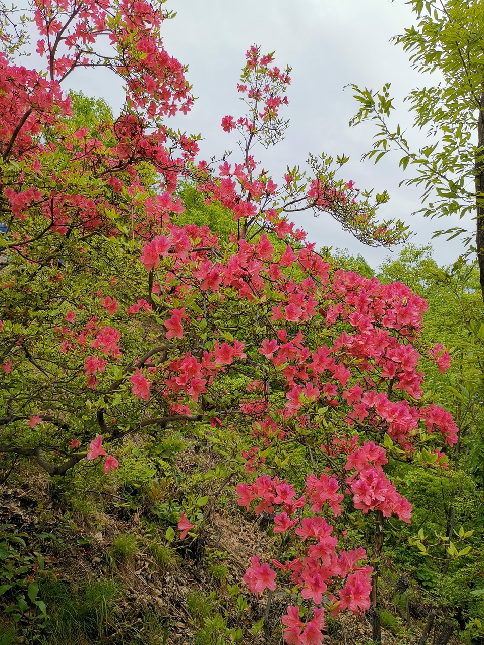 A7tW_d3MJ-Vg7Oee_Y2InvfymLGA5v_kNQkgJN3eJ8pZij715B6s8rwtYW_rlsGn