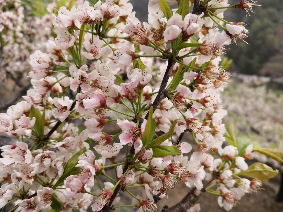 IvK1xezPT60g0phVfwgfQY47SY6cLe-mLy7L7NP3wHZgylTHFva1f2bpHNuNZCQK