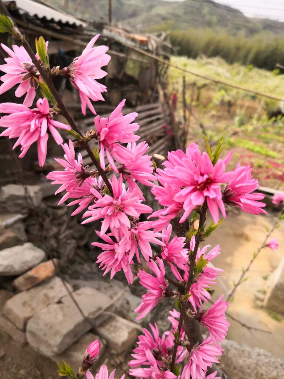 y7ZmWOcLlzmxgcm3QwNqdZRpWZifpggOxhngQWnevUGpVNwB7yJzuUO-5ydaD_2A