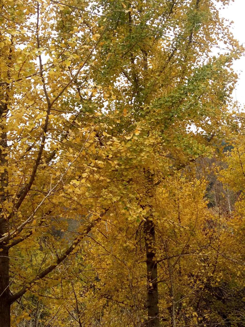 5f-_krrUUidnBNV6Y0nfSC3RtzlAOu1JY0NnkE_CJu7zyyJBeY3ODr3r66uRW4gd