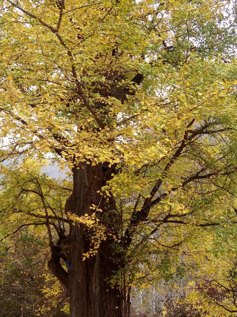 5n9mEtHisBLJj0bJHo0gbKRIJNjg2CExWJO3VuCOBkZTt2xl9YdcYz2WhUE6oGwV