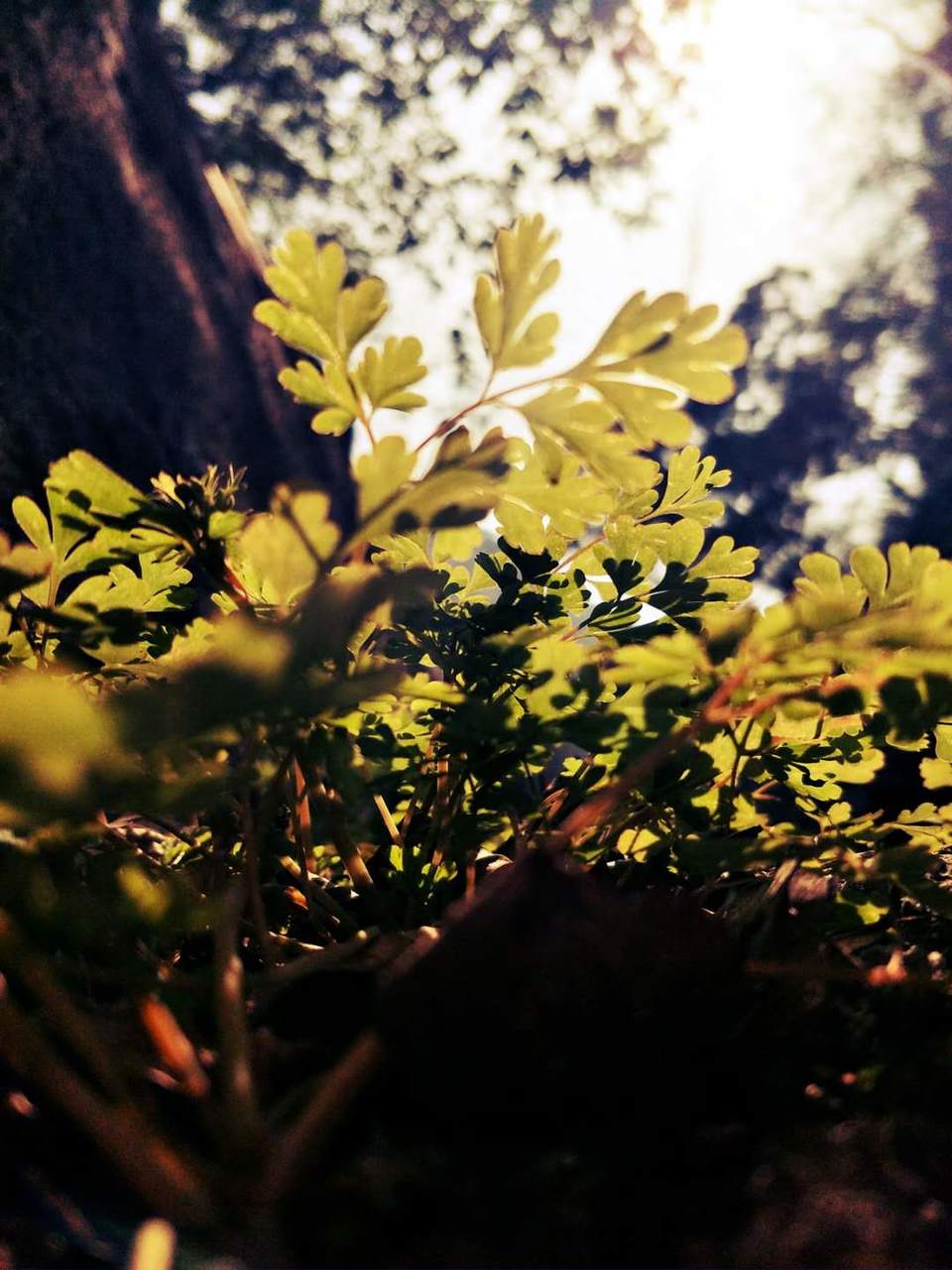 ICz-xwpzw22zi_rl0kQUPW7XiYKzHATo9wZhk81O65ZTramk_tQ1yNGq0RFttbTG