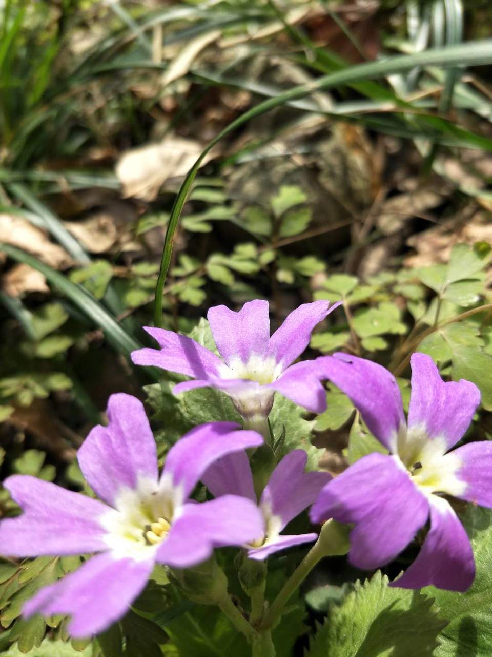 nlrxmzobIS2S2HPc1omwVtkOh5XAXHjVs5XuuNOonSMQlQ-cICzjPO1RGzjUtlHo