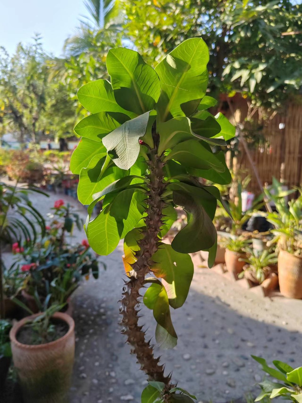 3VScxOOemvAix9BHHjNmQVKuc4SBzNiEvg6Ht6yHSsV2xt1iAsIAGs4QF1n_ir-V