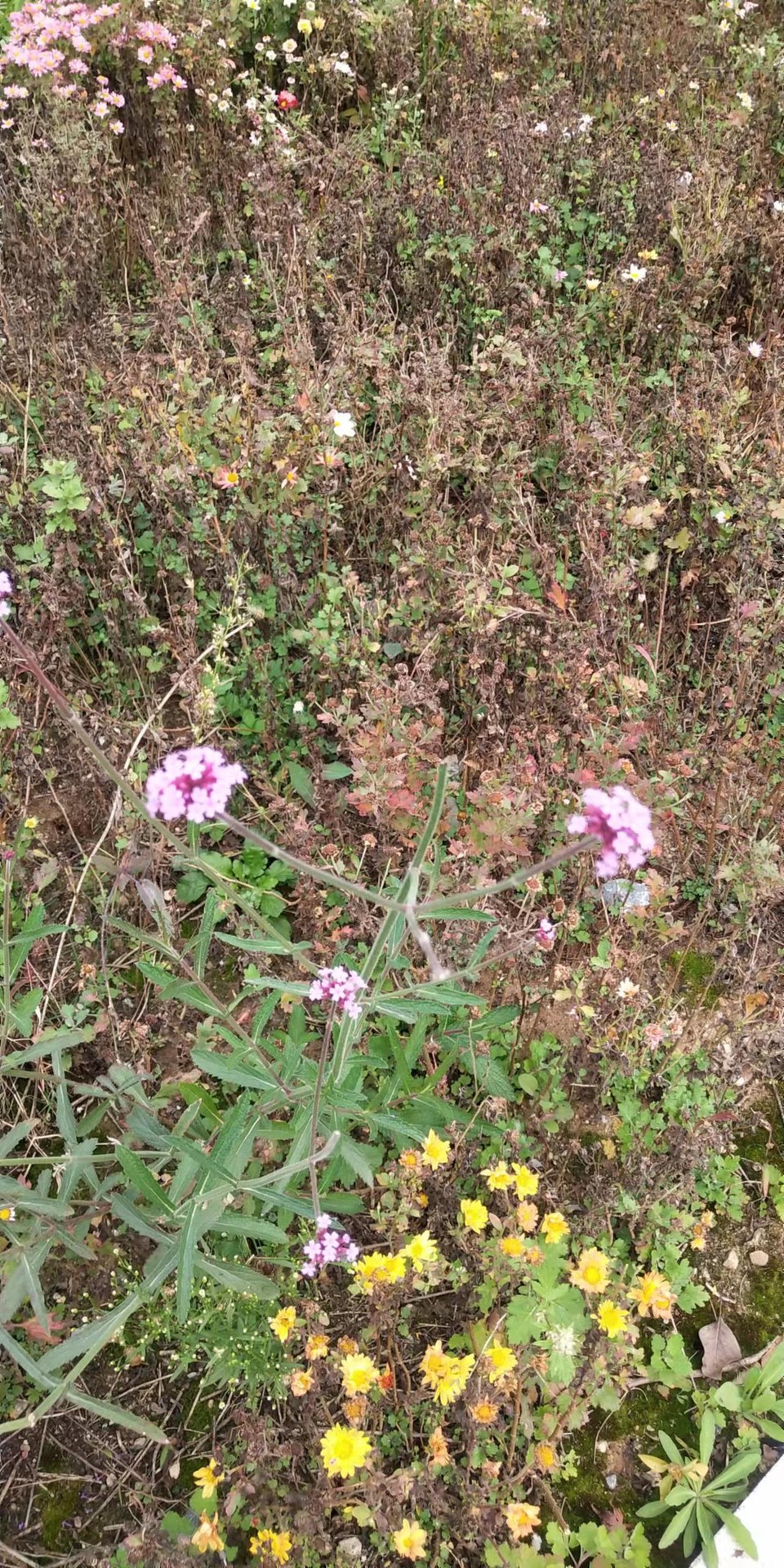 1cNrSVBD-znJrXHi7rJRgm7Jpoq72DBQvlvZnaiJol2DhboFs1Ugc-AXcpnpRKkK