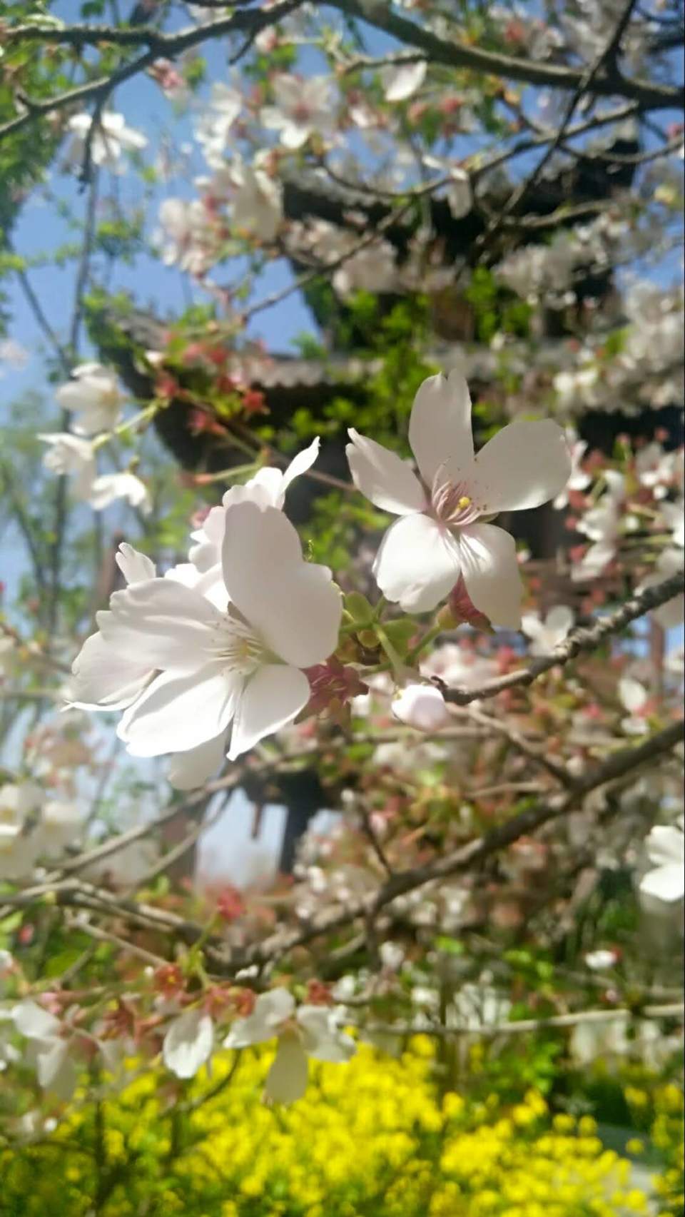 GVnYSlU13RZopYrL5EDAdvAV0xliCc5-moW-4XhcYThO3zfJHN3yyyk37KrHlMCS