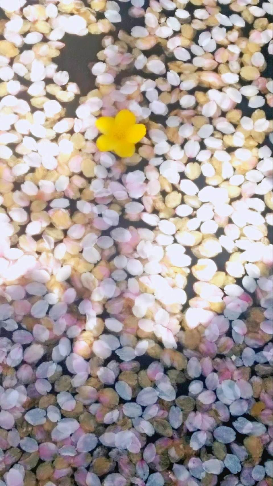 UkhxectX94skT0DxqYUNGG1dpf5qmwOEuFjAlPO3FNxf8LBxGXdDBmGiUmtQkZKh