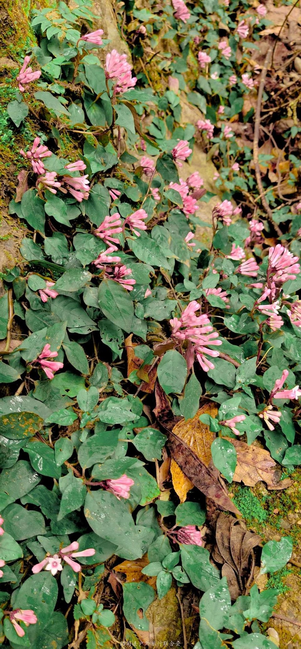 GkocMpLCKN8MGB2FOVrsL1nRrxXpZ16gUrvwrXMztn2dvDj2cqxV1WZ8X1-KKIpp