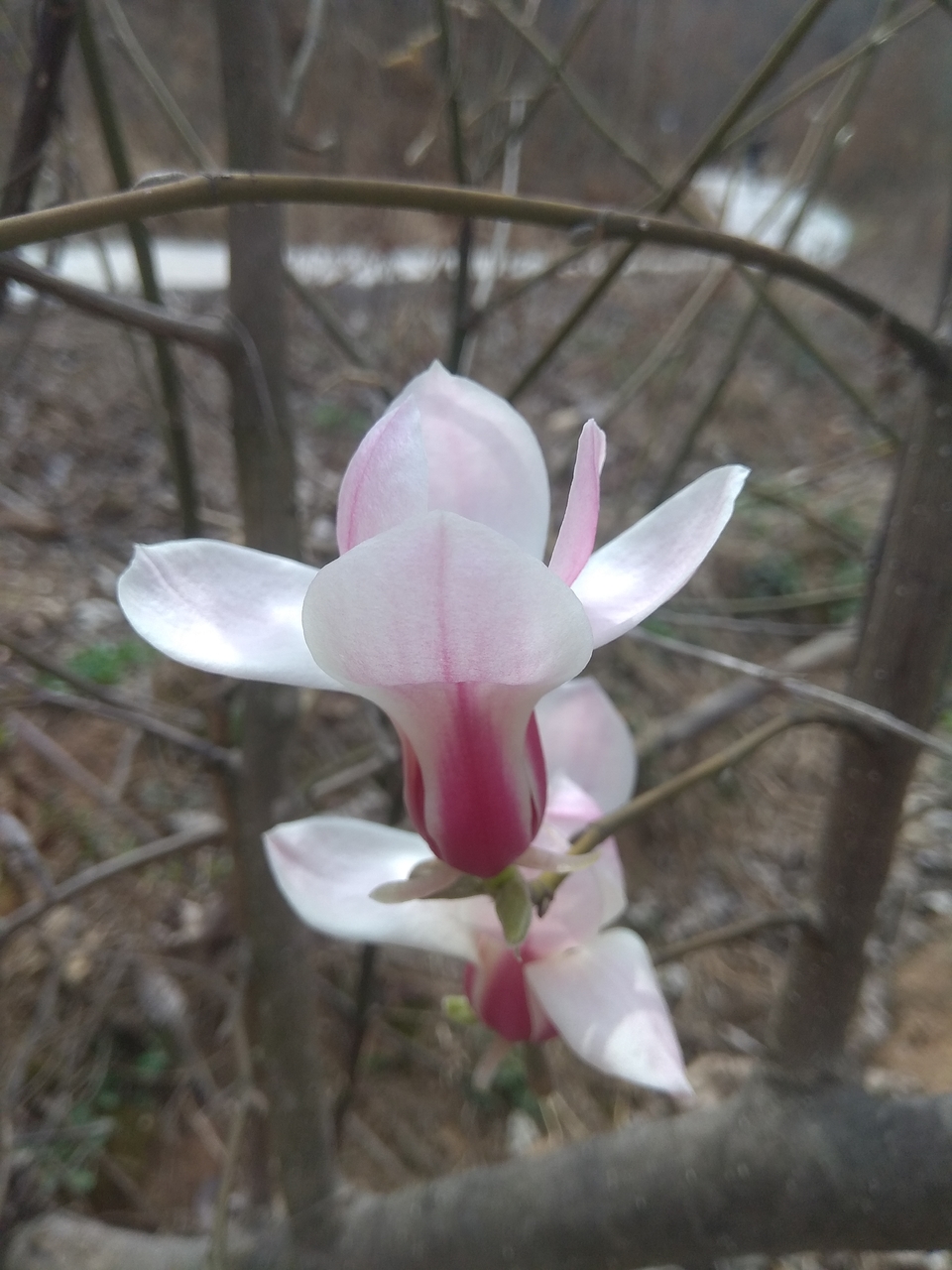 SgLRbahpUmsvCHLV33JOlLhT5LD27VWg7C7DTMCpTgfSJuyLgV0tBlEhBXAwgnJd